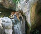 Tiger adultes au repos dans un ruisseau