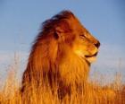le lion mâle avec sa crinière
