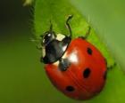 Coccinelle sur feuilles d'une plante