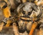 Une tarentule, une grosse araignée aux longues pattes pleine de poils