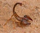Scorpion de l'ordre des arachnides