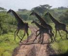 groupe de girafes traversée d'une route