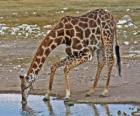 girafe à boire à un flaque d'eau