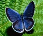 papillon bleu aux ailes grandes ouvertes