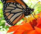 papillon sur une fleur