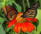 deux beaux papillons en face à face