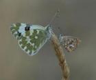 papillons au repos sur une plante