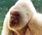 Flocon de neige, le gorille albinos que dans le monde des que l'on est conscient