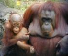 orang-outan avec son bébé