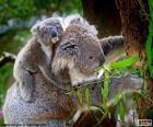 Koala grimpant à un arbre