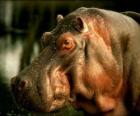 chef de hippopotame amphibie