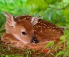 bambi petits