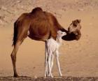 le Dromadaire ou Vikar ou chameau d'Arabie