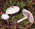 Champignons de longue pied