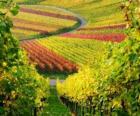 paysage d'automne dans le vignoble