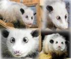 Heidi, le zoo de Leipzig Opossum, Allemagne