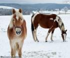 Deux chevaux dans la plaine enneigée