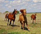 Un troupeau de chevaux traversant la prairie à côté de la ferme
