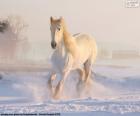 Un magnifique cheval blanc en cours d’exécution dans la neige