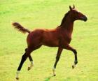 poulain trot dans la prairie