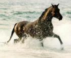 Cheval au trot sur la mer