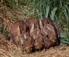 Trois lapins d'attente pour sa maman