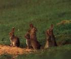 La famille de lapins de leurs terriers