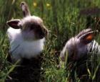 Deux jeunes lapins dans l'herbe