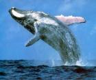 Baleine a sauté