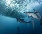 sardines de pêche des dauphins