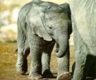 Bébé éléphant avec sa mère
