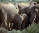 famille d'éléphants