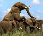 Groupe d'éléphants, de grandes dents