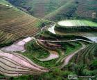 Paysage de Chine rurale avec ses champs de riz