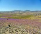 Le désert d'Atacama au Chili floride