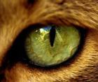 chat aux yeux verts