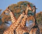 Groupe de quatre girafes