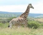 Girafe regardant le paysage