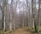 Forêt en hiver sans feuilles