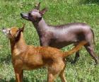 Le Chien nu mexicain ou Xoloitzcuintle reproduisent presque glabres en provenance du Mexique, mais il ya des cheveux