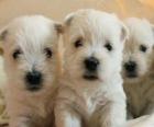 Les chiots Chien West Highland White Terrier