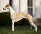 Lévrier Whippet une race canine d'origine anglaise, svelte et gracieuse