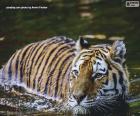 Un beau tigre passant au bord de l’eau