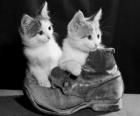 Deux chatons sur le dessus d'une botte