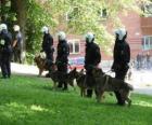 Agents de la police anti-émeute avec des chiens