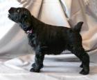 Chiot le Terrier noir de Russie