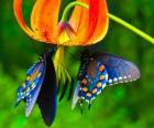 Deux papillons sur une fleur