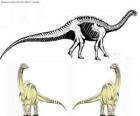 Le Zizhongosaurus était un sauropode primitif, Il mesurait 3,4 mètres de haut pour 9,1 de long