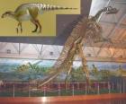 Zhuchengosaurus est l'un des plus grands hadrosaures connus