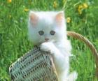 Adorable chaton blanc